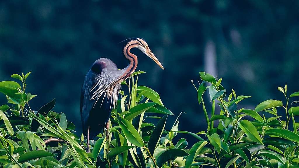 Kumarakom Bird Sanctuary