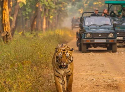 Mudhumalai jungle safari (government)