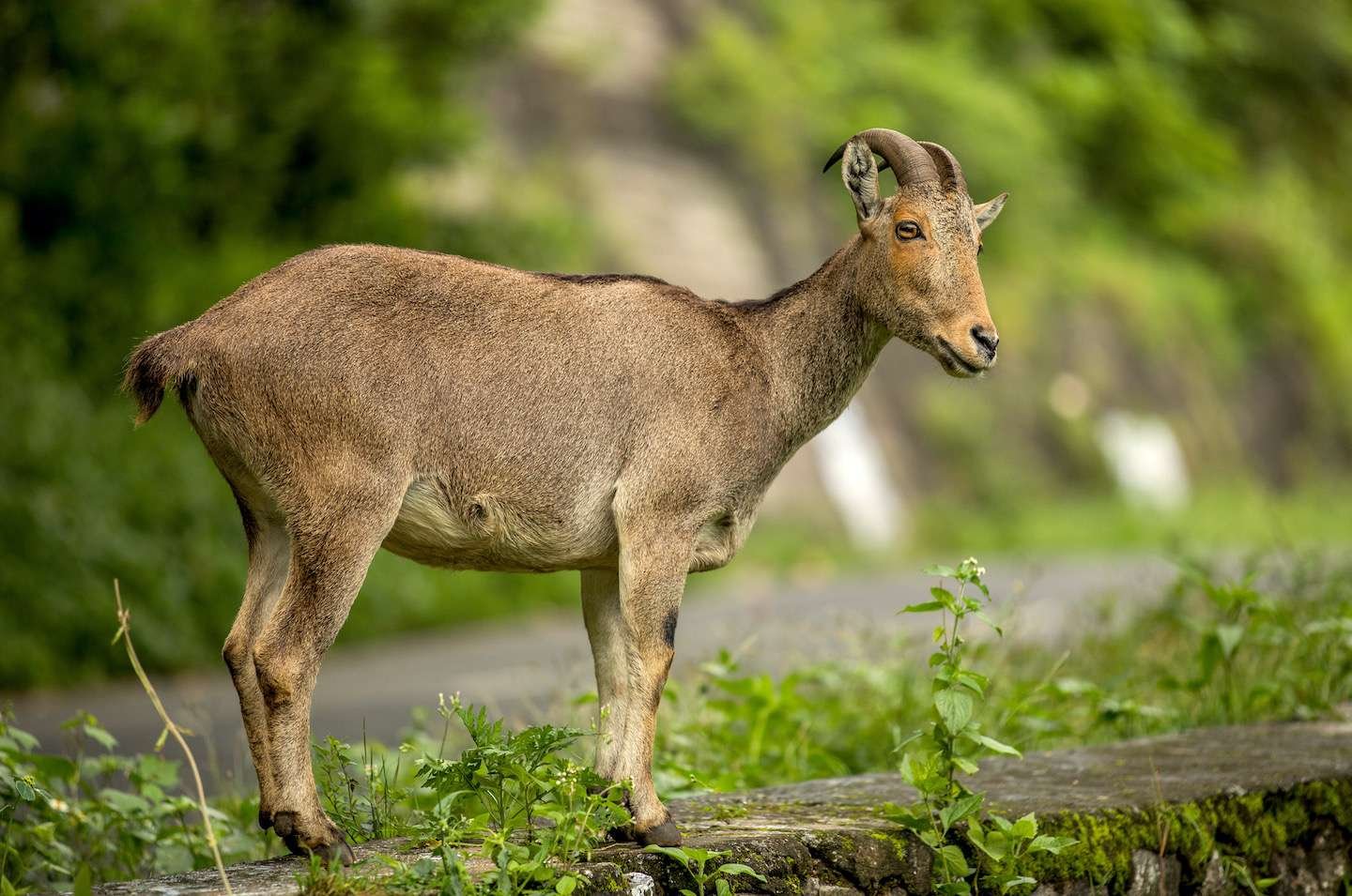 Nilgiri Tahr