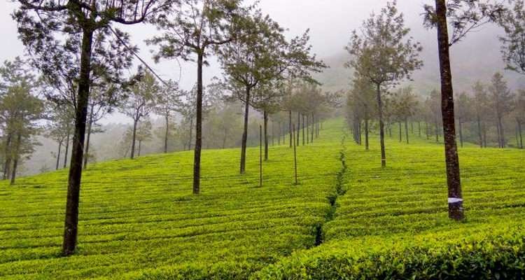 Photo Point Munnar