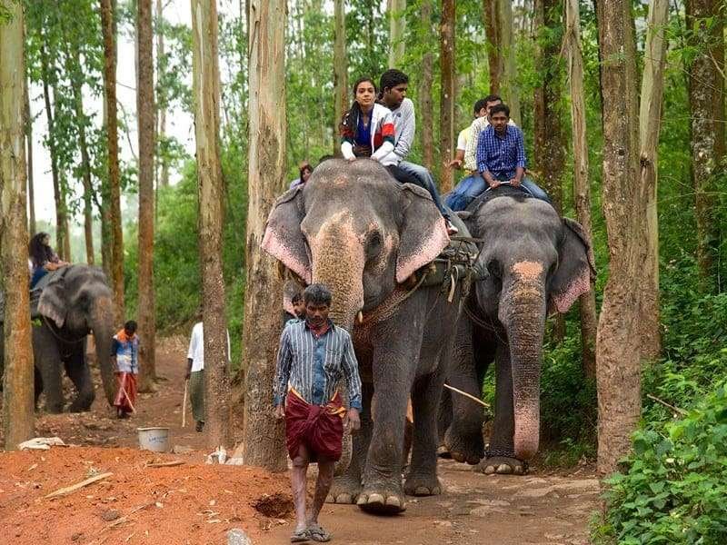 Elephant Safari